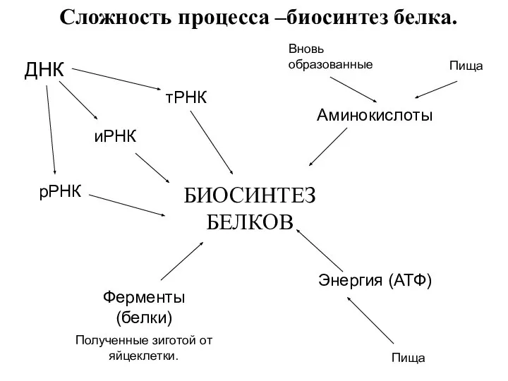 БИОСИНТЕЗ БЕЛКОВ тРНК иРНК Аминокислоты Энергия (АТФ) Ферменты (белки) рРНК ДНК