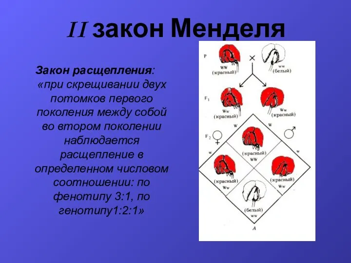 II закон Менделя Закон расщепления: «при скрещивании двух потомков первого поколения