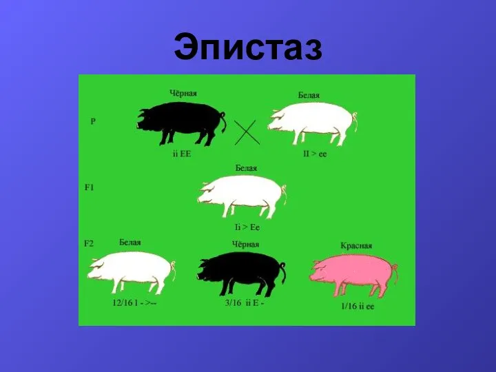 Эпистаз