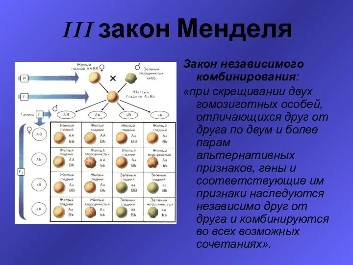 III закон Менделя Закон независимого комбинирования: «при скрещивании двух гомозиготных особей,