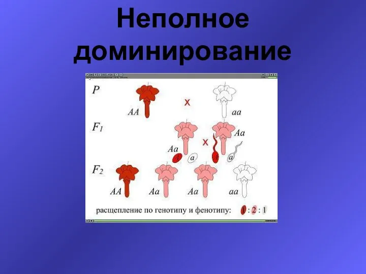 Неполное доминирование