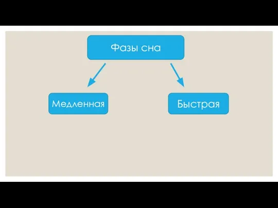 Фазы сна Медленная Быстрая