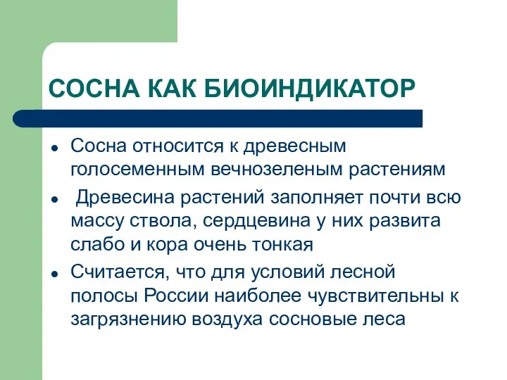 СОСНА КАК БИОИНДИКАТОР Сосна относится к древесным голосеменным вечнозеленым растениям Древесина