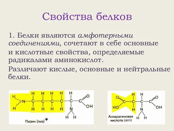 Свойства белков 1. Белки являются амфотерными соединениями, сочетают в себе основные