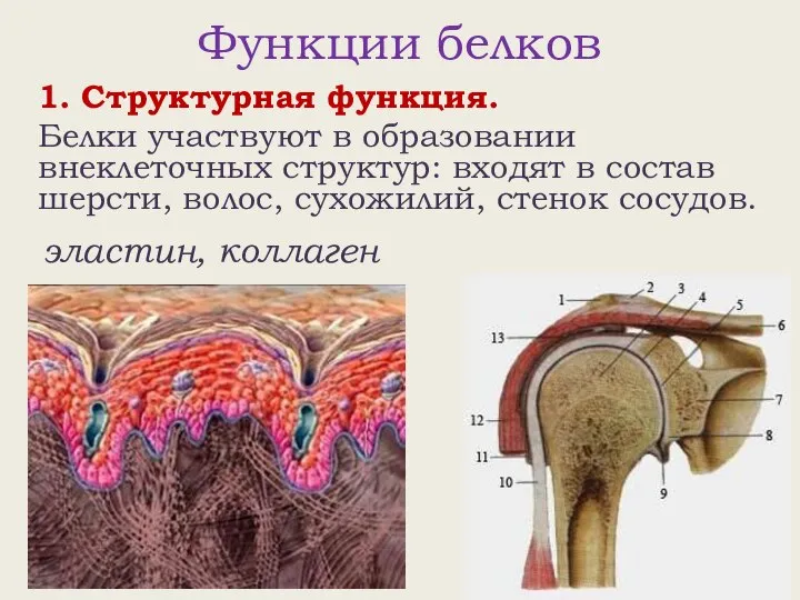 Функции белков 1. Структурная функция. Белки участвуют в образовании внеклеточных структур: