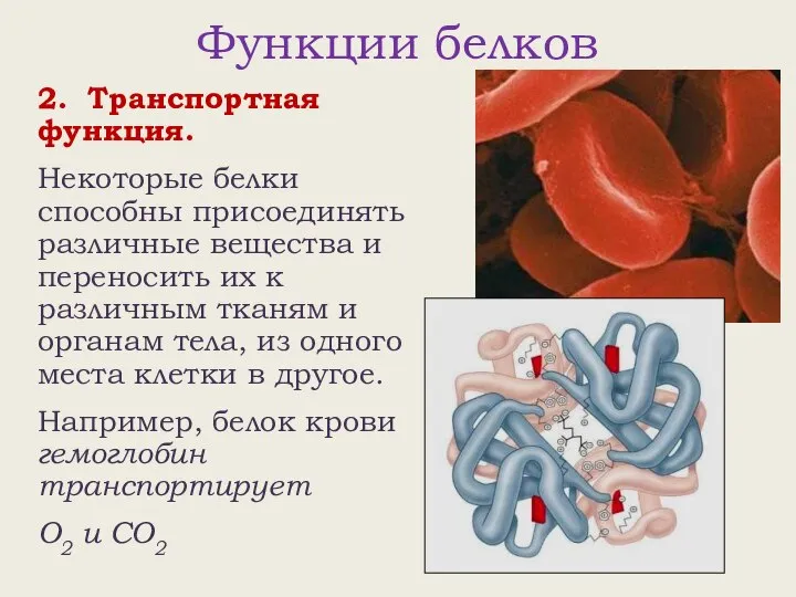 Функции белков 2. Транспортная функция. Некоторые белки способны присоединять различные вещества