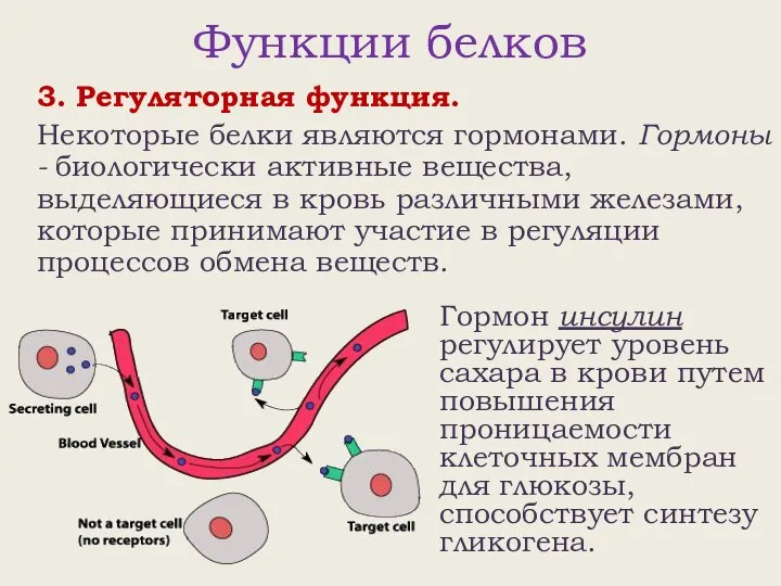 Функции белков 3. Регуляторная функция. Некоторые белки являются гормонами. Гормоны -