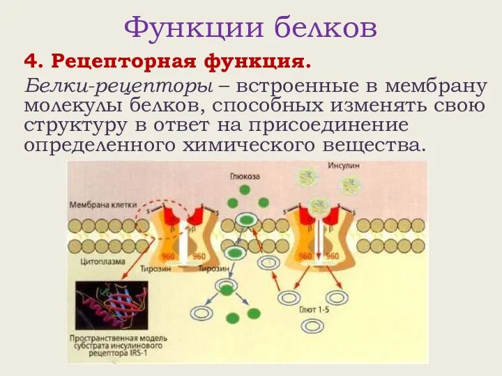 Функции белков 4. Рецепторная функция. Белки-рецепторы – встроенные в мембрану молекулы