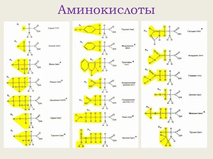 Аминокислоты