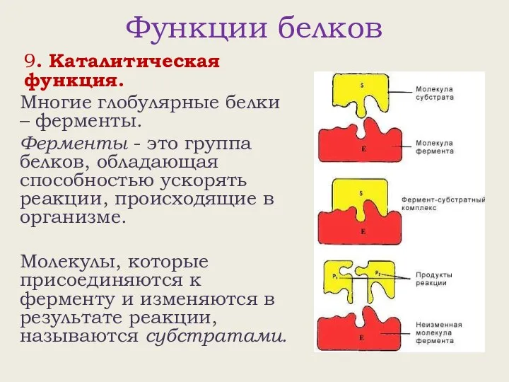 Функции белков 9. Каталитическая функция. Многие глобулярные белки – ферменты. Ферменты