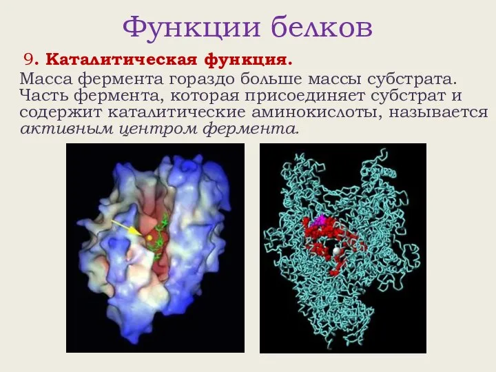 Функции белков 9. Каталитическая функция. Масса фермента гораздо больше массы субстрата.