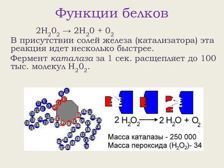 Функции белков 2Н202 → 2Н20 + 02 В присутствии солей железа