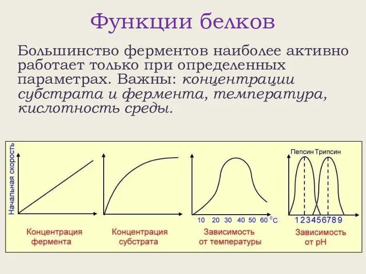 Функции белков Большинство ферментов наиболее активно работает только при определенных параметрах.