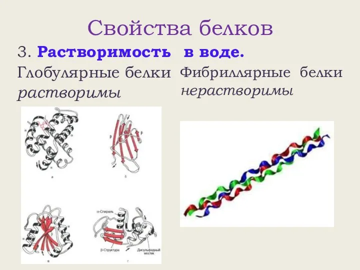 Свойства белков 3. Растворимость в воде. Глобулярные белки растворимы Фибриллярные белки нерастворимы