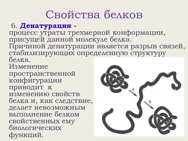 Свойства белков 6. Денатурация - процесс утраты трехмерной конформации, присущей данной