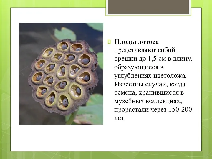 Плоды лотоса представляют собой орешки до 1,5 см в длину, образующиеся