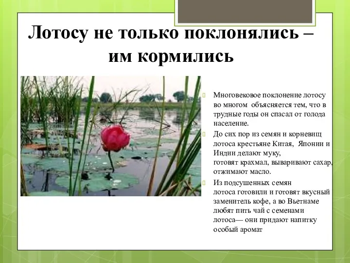 Лотосу не только поклонялись – им кормились Многовековое поклонение лотосу во