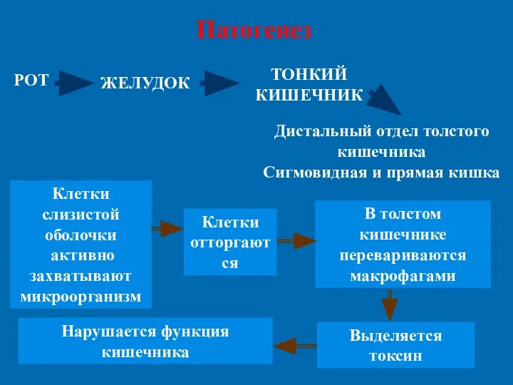 Патогенез РОТ ЖЕЛУДОК ТОНКИЙ КИШЕЧНИК Дистальный отдел толстого кишечника Сигмовидная и