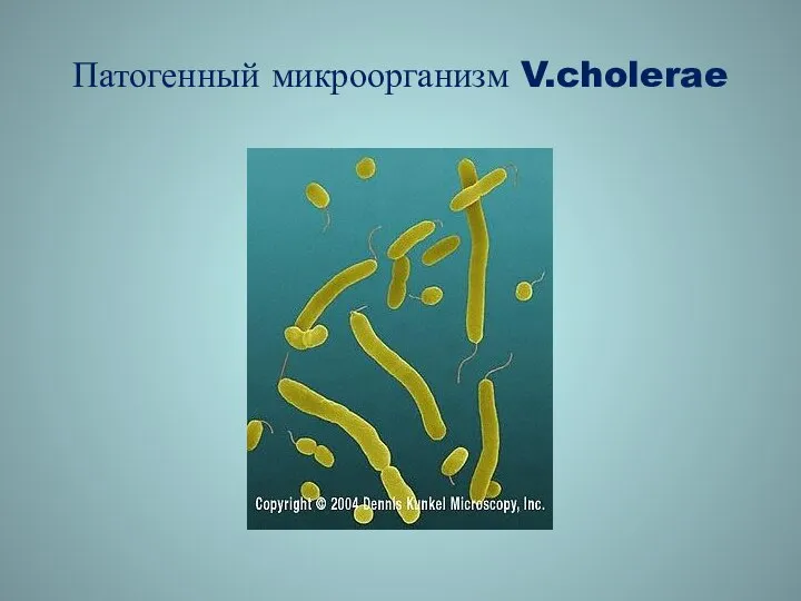 Патогенный микроорганизм V.cholerae