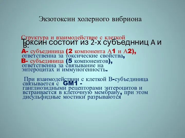 Экзотоксин холерного вибриона Структура и взаимодействие с клеткой Токсин состоит из