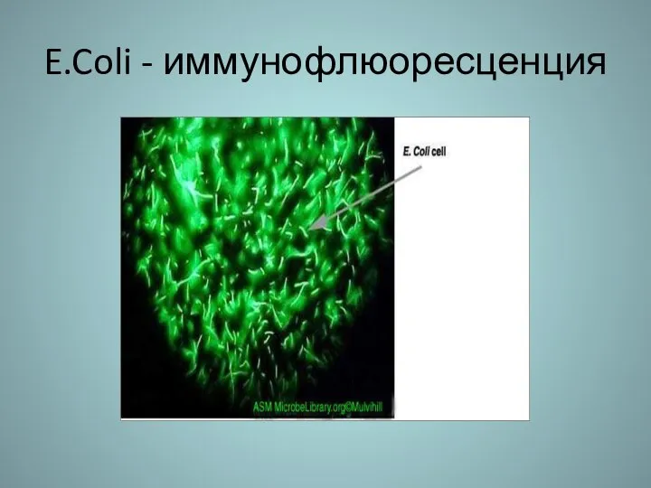 E.Coli - иммунофлюоресценция