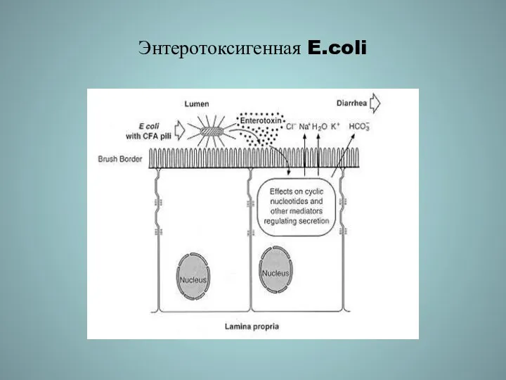 Энтеротоксигенная E.coli