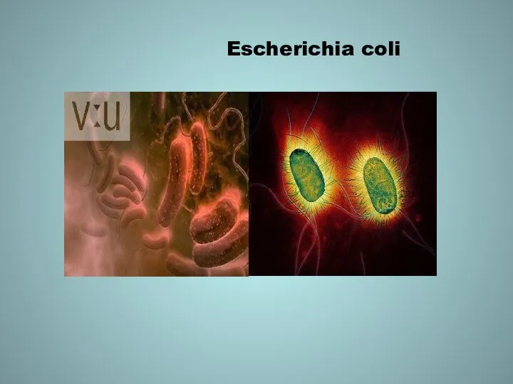 Escherichia coli