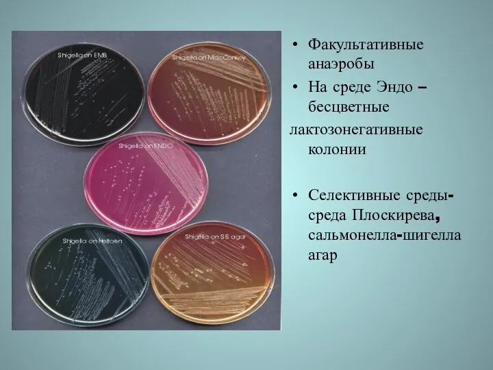 Факультативные анаэробы На среде Эндо – бесцветные лактозонегативные колонии Селективные среды- среда Плоскирева, сальмонелла-шигелла агар