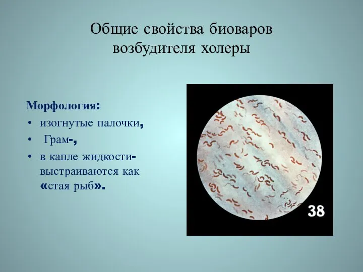 Общие свойства биоваров возбудителя холеры Морфология: изогнутые палочки, Грам-, в капле жидкости- выстраиваются как «стая рыб».