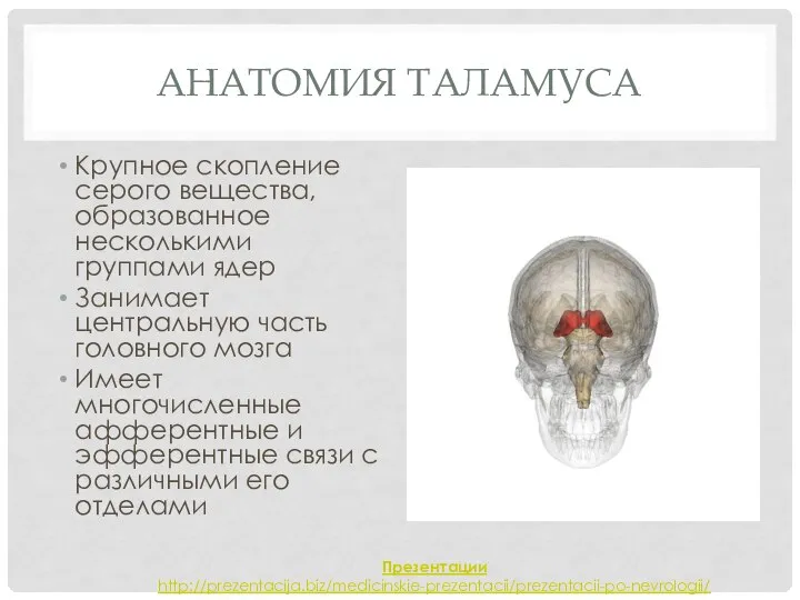 Анатомия таламуса Крупное скопление серого вещества, образованное несколькими группами ядер Занимает