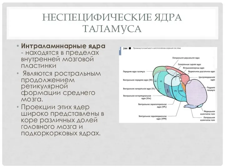 Неспецифические ядра таламуса Интраламннарные ядра - находятся в пределах внутренней мозговой