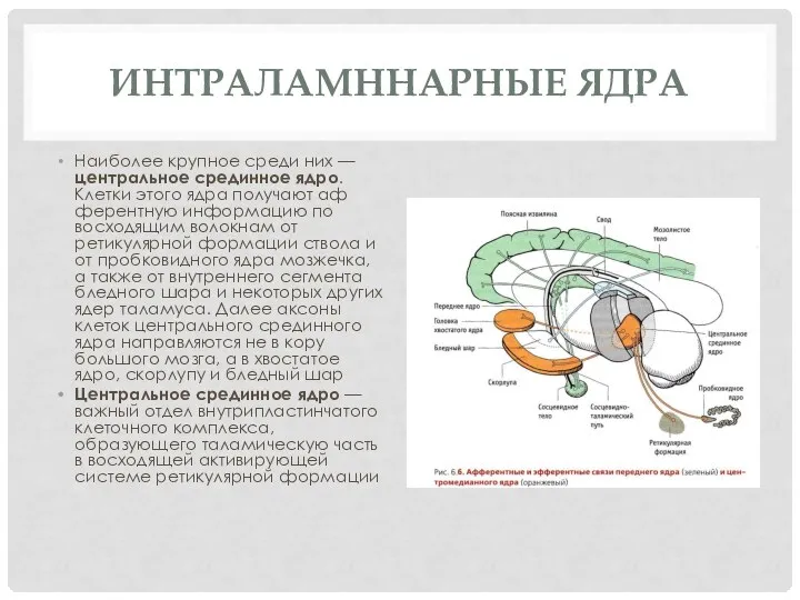 Интраламннарные ядра Наиболее крупное среди них — цен­тральное срединное ядро. Клетки