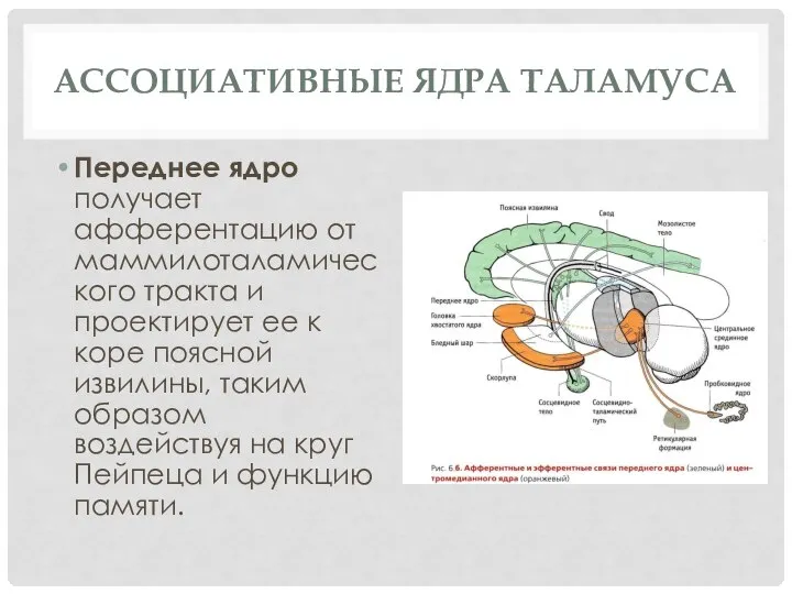 Ассоциативные ядра таламуса Переднее ядро получает афферентацию от маммилоталамического тракта и