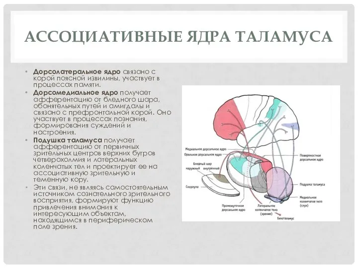 Ассоциативные ядра таламуса Дорсолатеральное ядро связано с корой поясной извилины, участвует