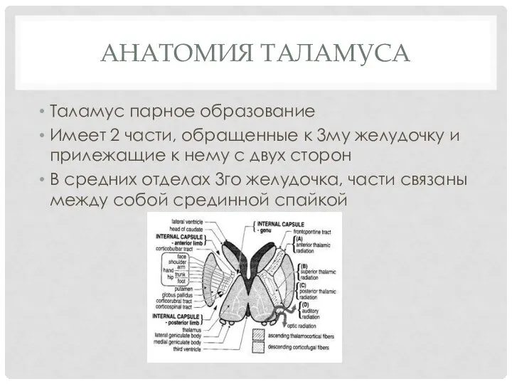 Анатомия таламуса Таламус парное образование Имеет 2 части, обращенные к 3му