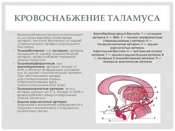 КРОВОСНАБЖЕНИЕ ТАЛАМУСА Кровоснабжение таламуса происходит из систе­мы вертебро-базилярных артерий, частично веточками