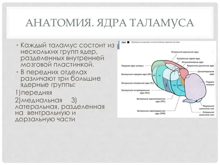 Анатомия. Ядра таламуса Каждый таламус состоит из нескольких групп ядер, разделен­ных