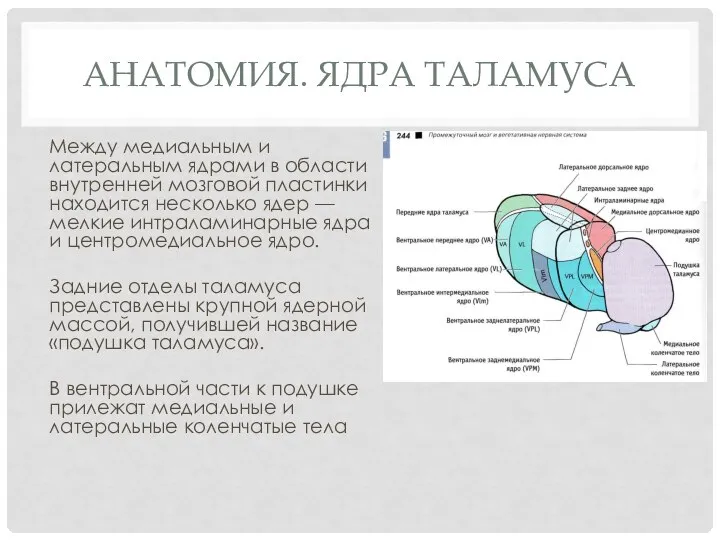 Анатомия. Ядра таламуса Между медиальным и латеральным ядрами в области внутренней