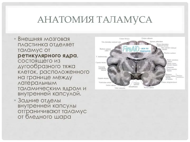 Анатомия таламуса Внешняя мозговая пластинка отделяет таламус от ретикулярного ядра, состоящего