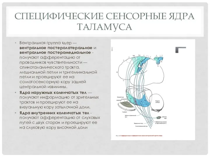 Специфические сенсорные ядра таламуса Вентральная группа ядер — вентральное постеролатеральное и