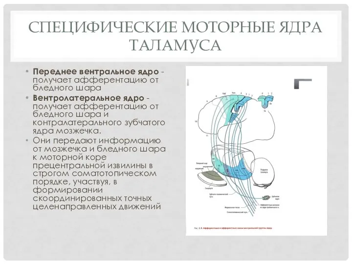 Специфические Моторные ядра таламуса Переднее вентральное ядро - получает афферентацию от