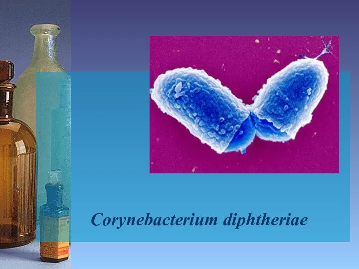 Corynebacterium diphtheriae