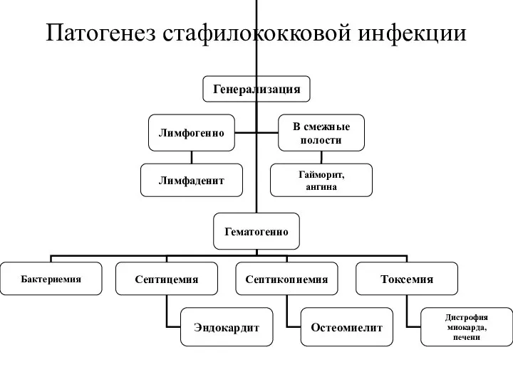 Патогенез стафилококковой инфекции