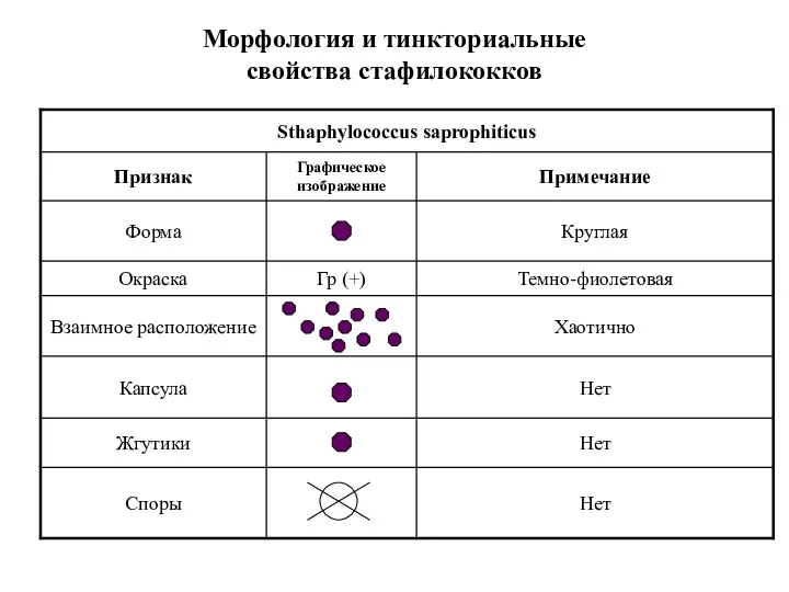 Морфология и тинкториальные свойства стафилококков