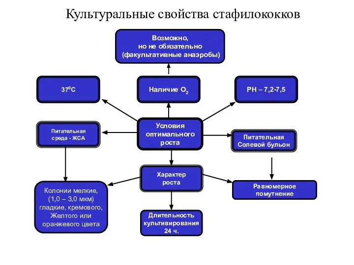 Культуральные свойства стафилококков Равномерное помутнение Возможно, но не обязательно (факультативные анаэробы)