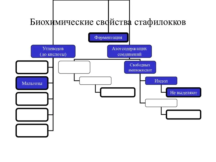 Биохимические свойства стафилокков