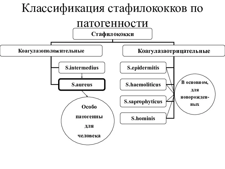 Классификация стафилококков по патогенности Особо патогенны для человека В основном, для новорожден- ных