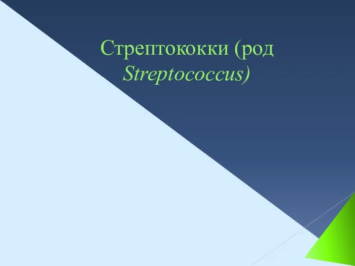 Стрептококки (род Streptococcus)