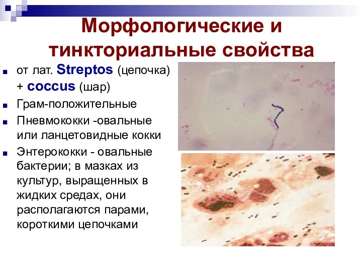 Морфологические и тинкториальные свойства от лат. Streptos (цепочка) + coccus (шар)