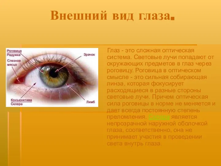 Внешний вид глаза. Глаз - это сложная оптическая система. Световые лучи